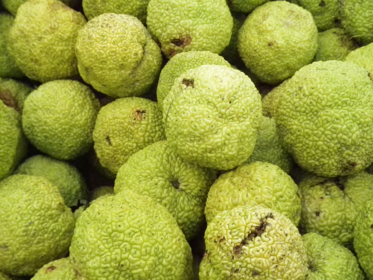 Дерево маклюра адамово яблоко