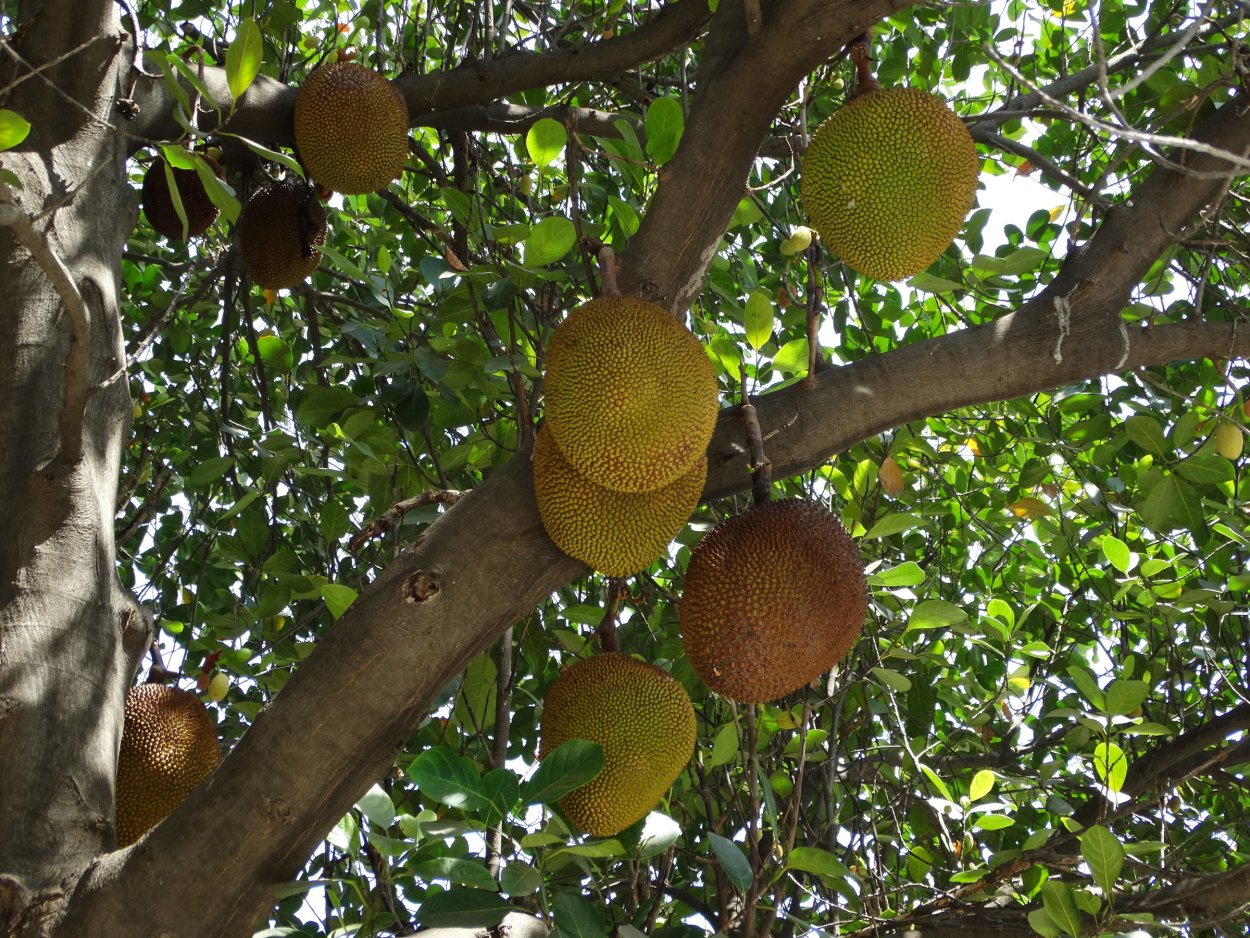 Обезьянье хлебное дерево. Баобаб
