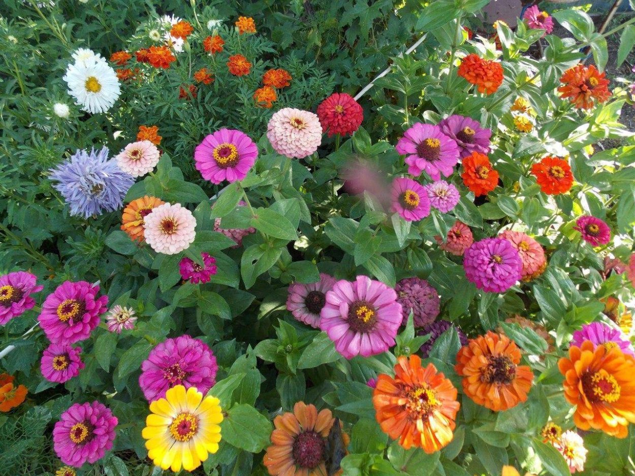 Зимующие многолетние растения