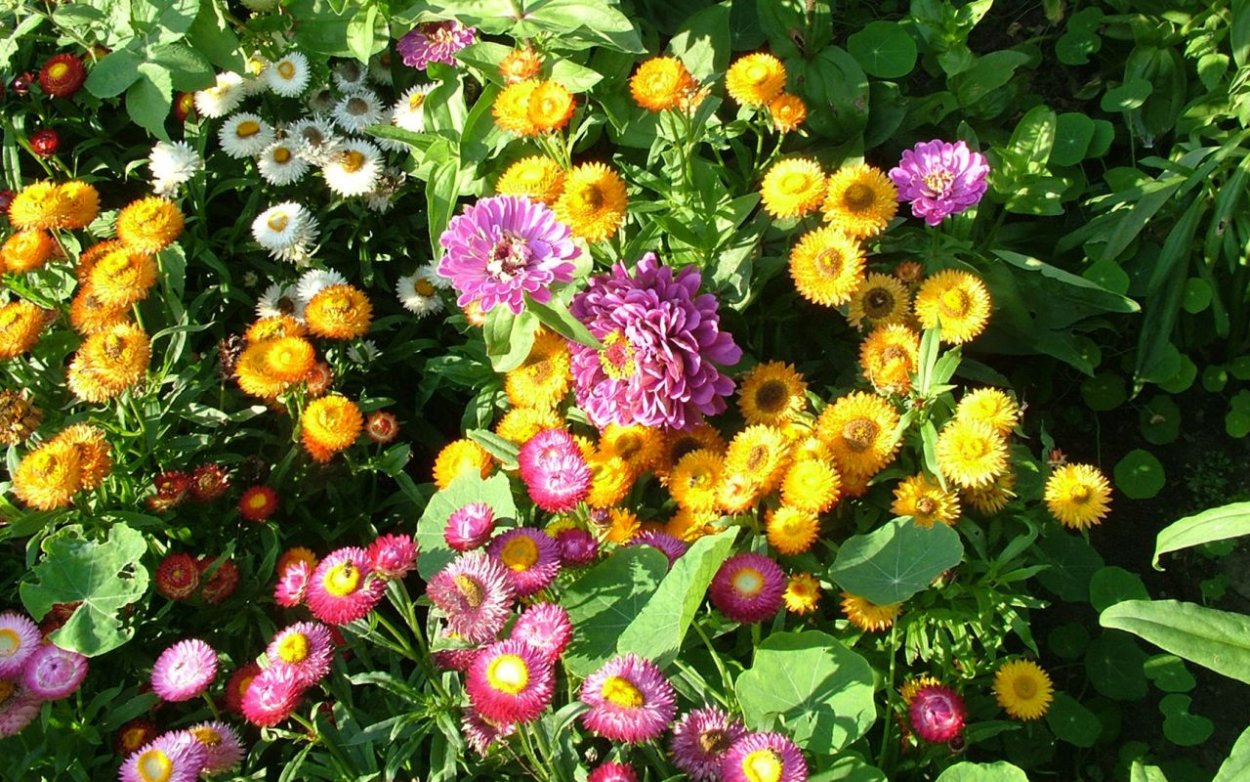 Лакфиоль Хейрантус