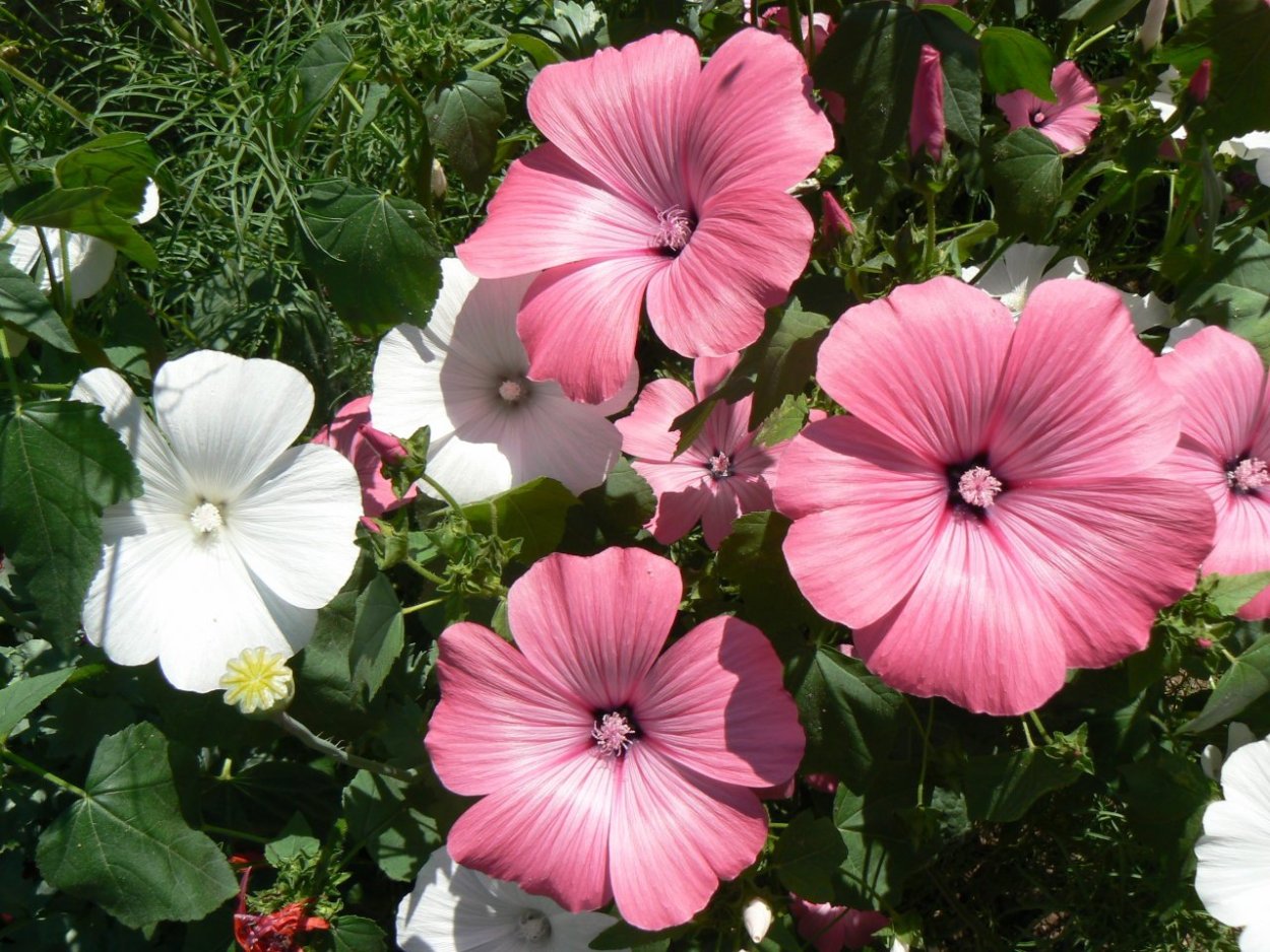 Неприхотливые однолетники низкорослые