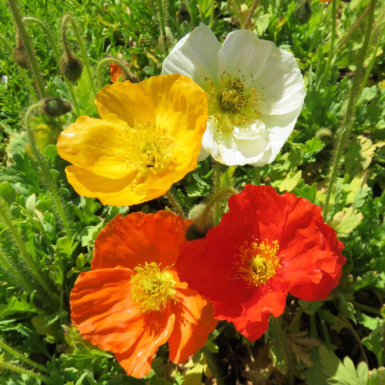 Целозия гребенчатая петушиный гребешок