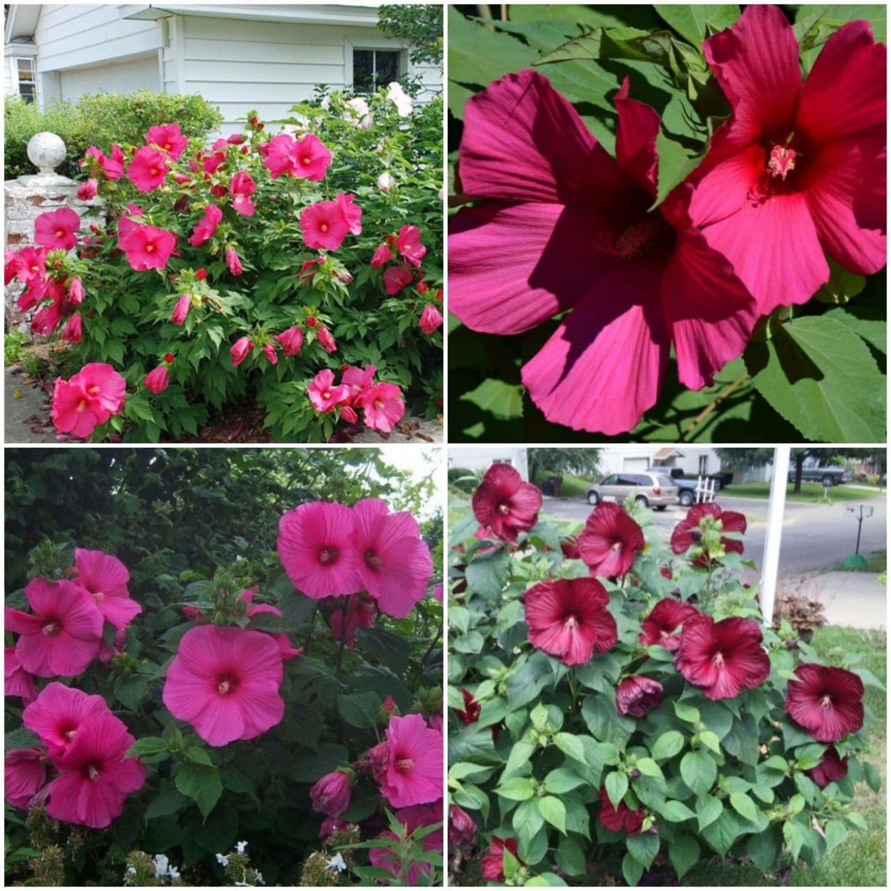 Однолетники двулетники многолетники