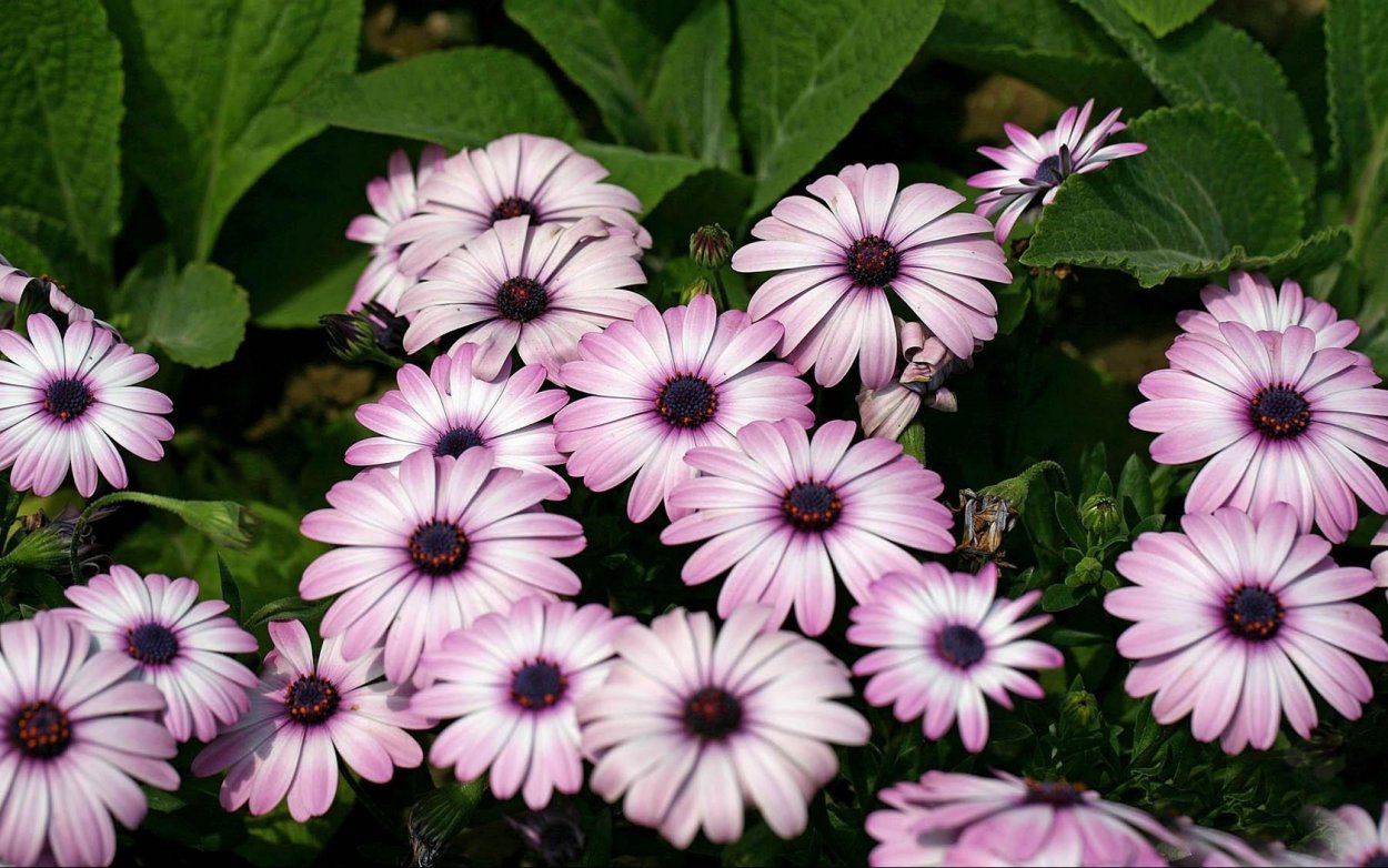 Высота однолетних цветов таблица