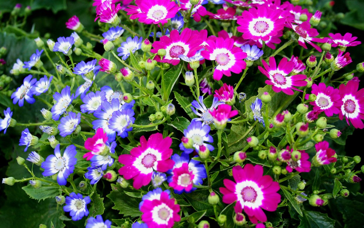 Крестовник изящный, цинерария изящная