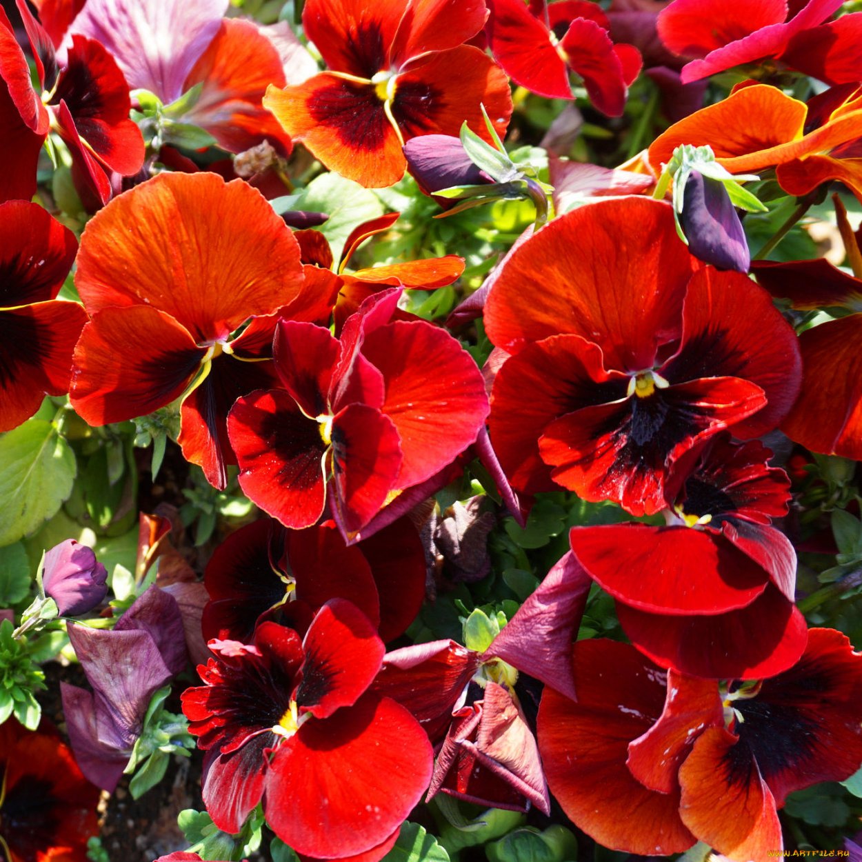 Агератум бархатцы кохия