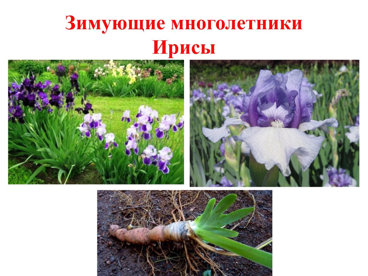 Разнообразие овощей