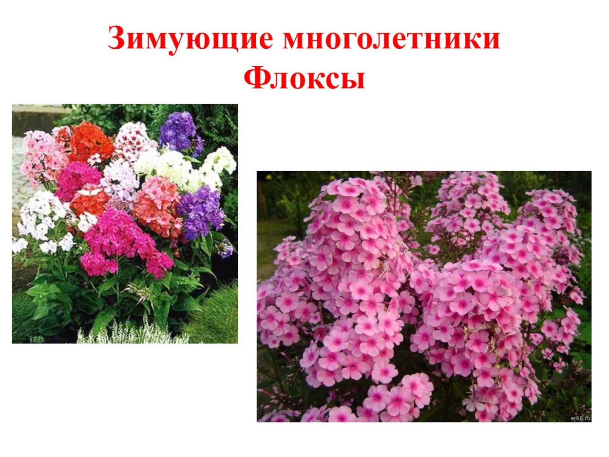 Раноцветущие однолетники