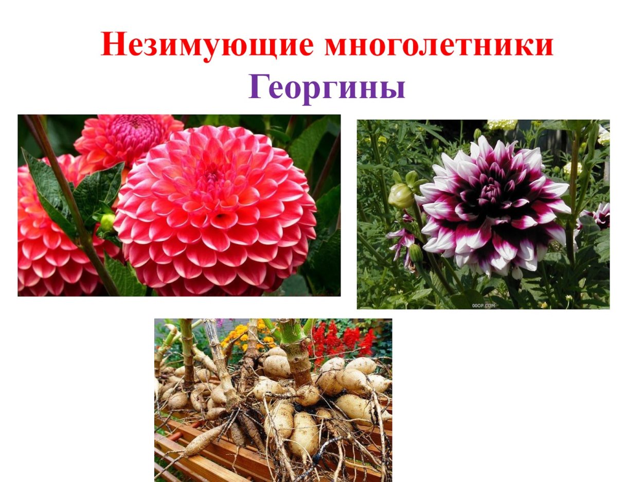 Виола Анютины глазки Кларет