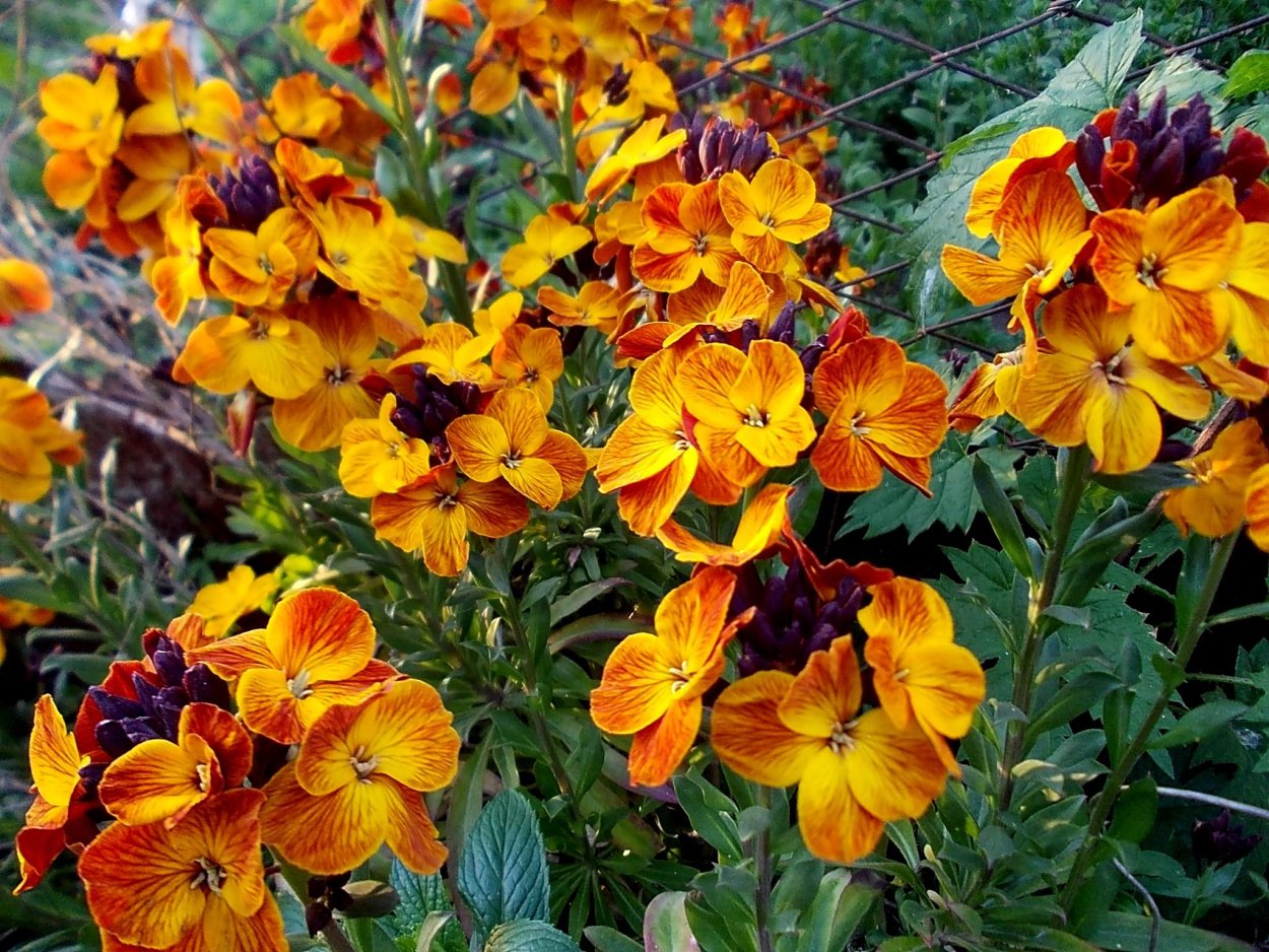 Клумбовые многолетники.