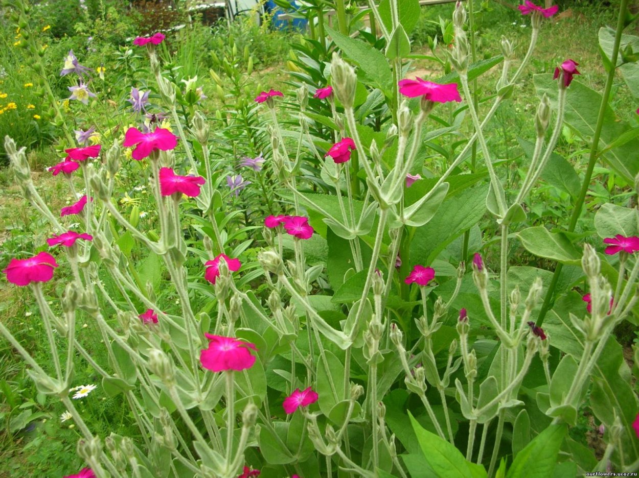 Летние однолетники