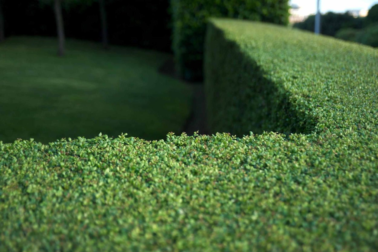 Топиарная стрижка туи Даника