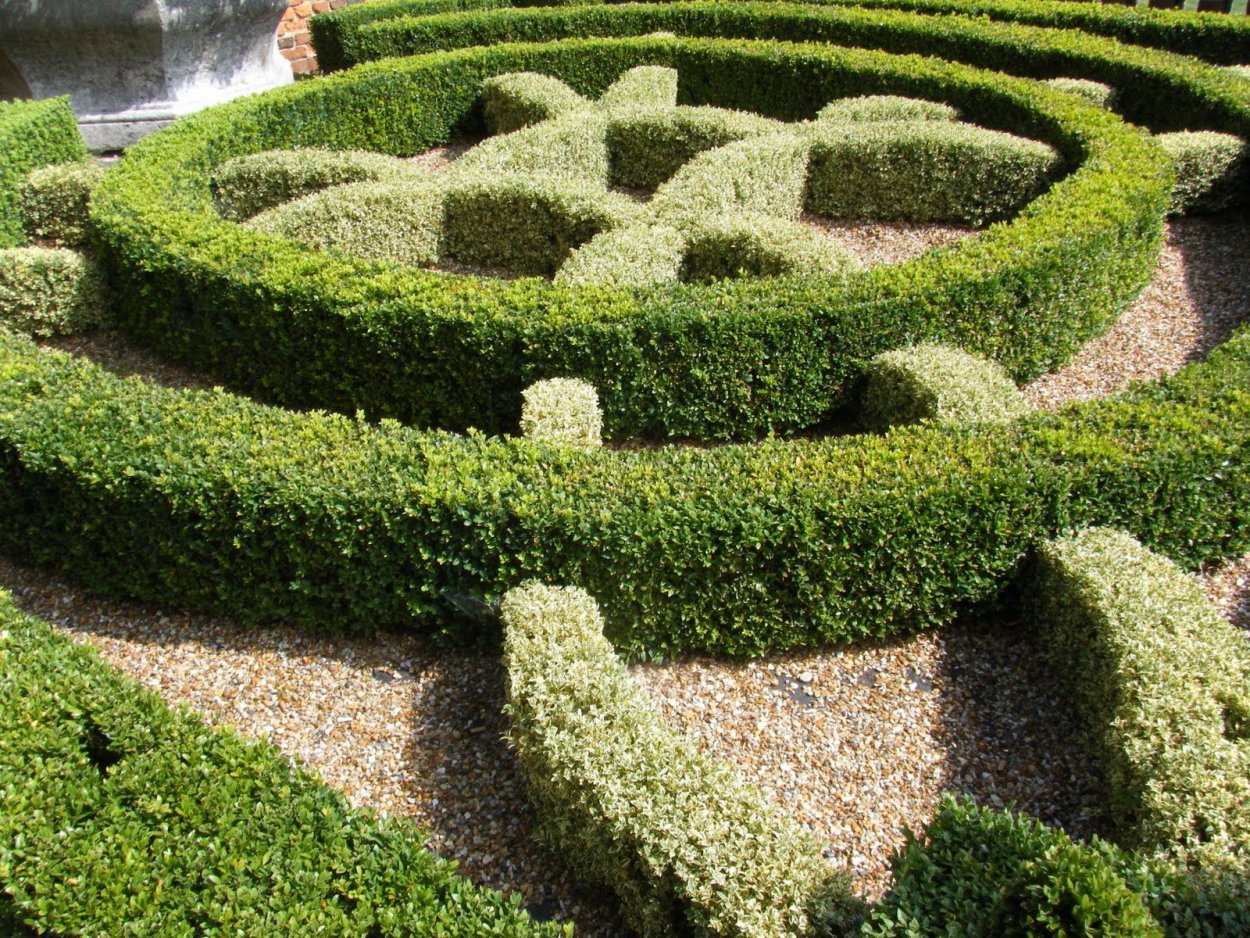 Туя Даника Живая изгородь