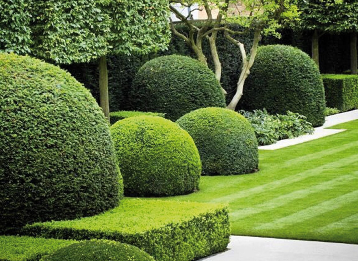 Топиарная стрижка лавровишни