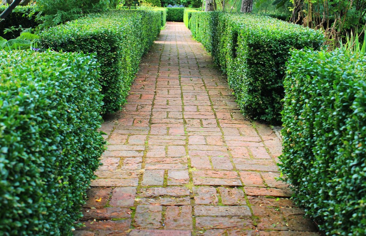 Самшит Живая изгородь