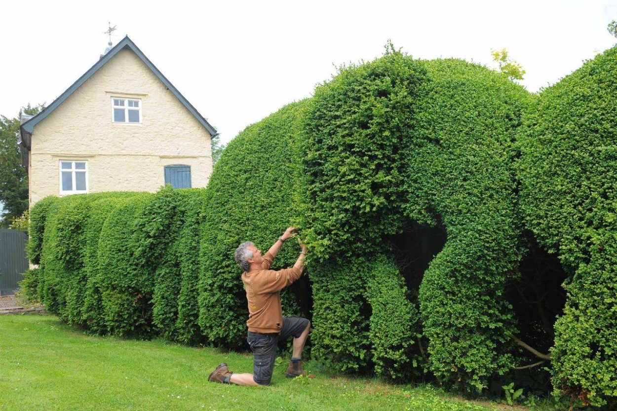 Самшит Буксус бордюрная