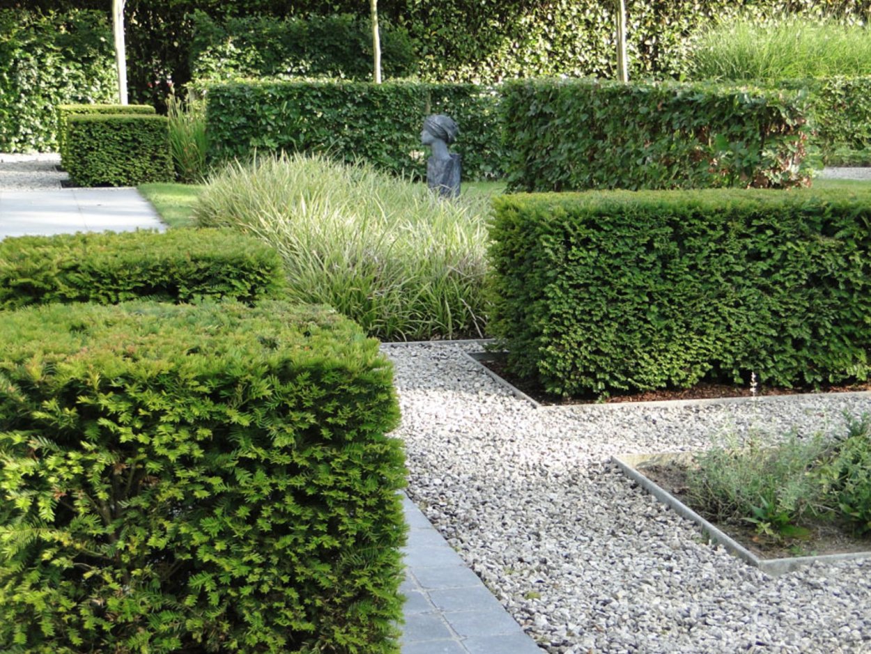 Топиарная стрижка бирючины