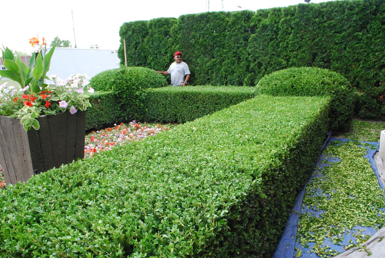 3d model 150 cm Boxwood Hedge