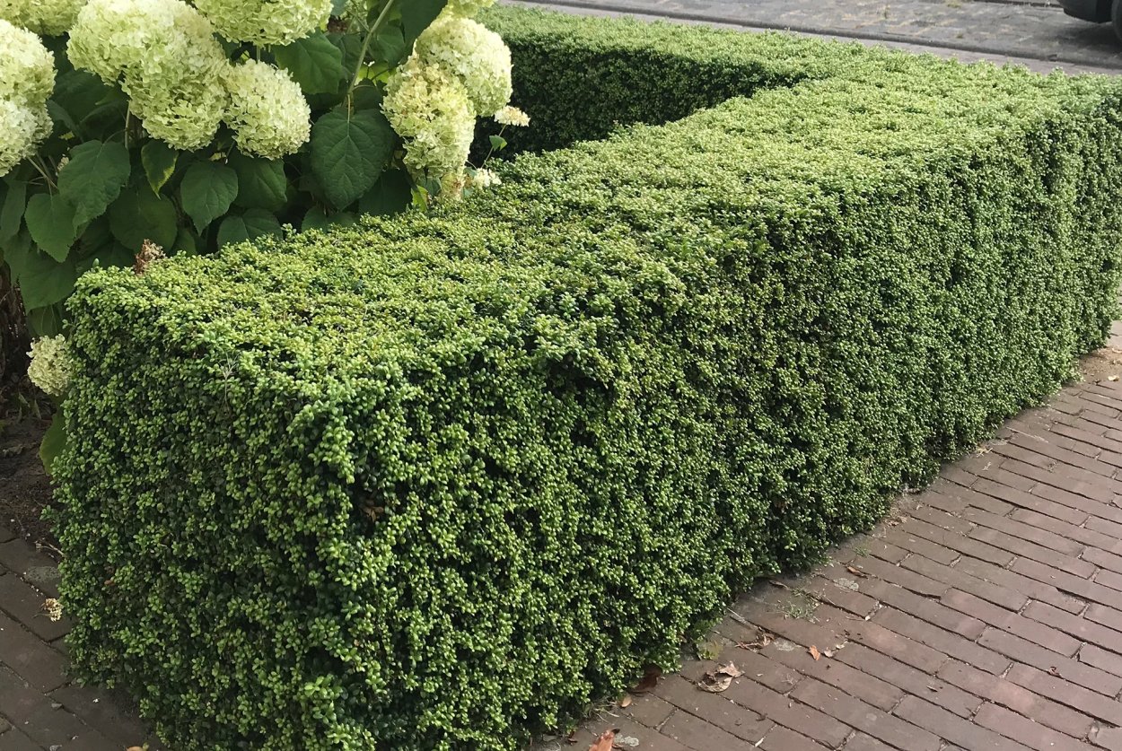Самшит вечнозеленый бордюрный