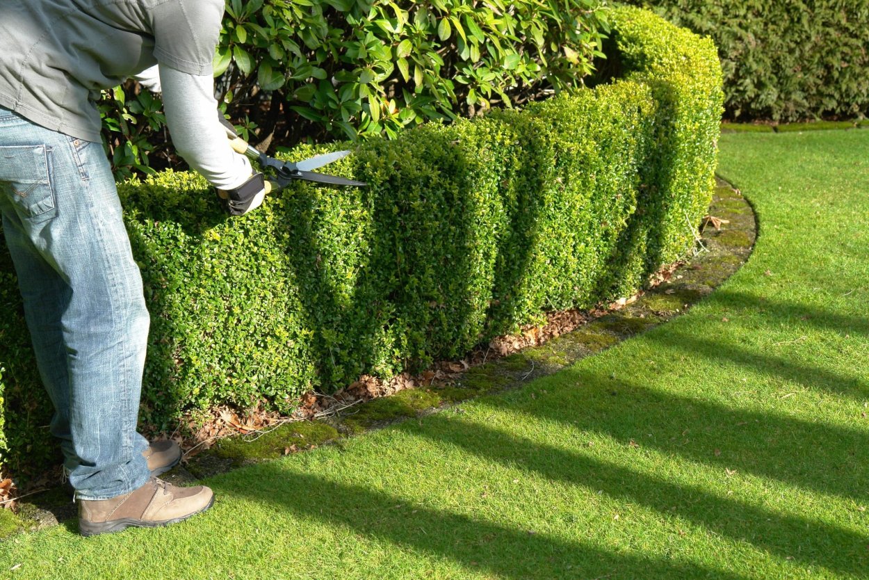 Самшит Живая изгородь