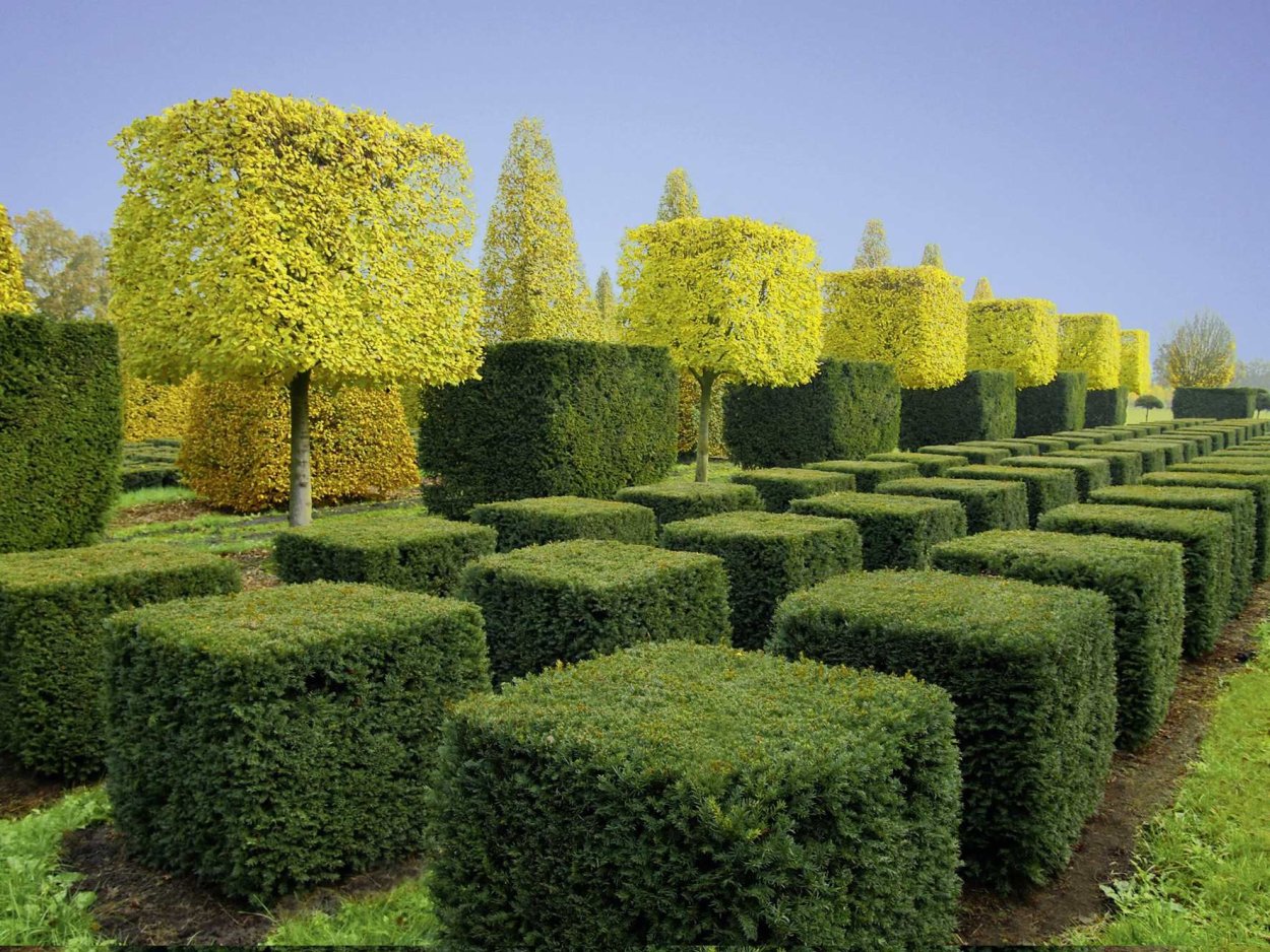 Бирючина самшитовидная