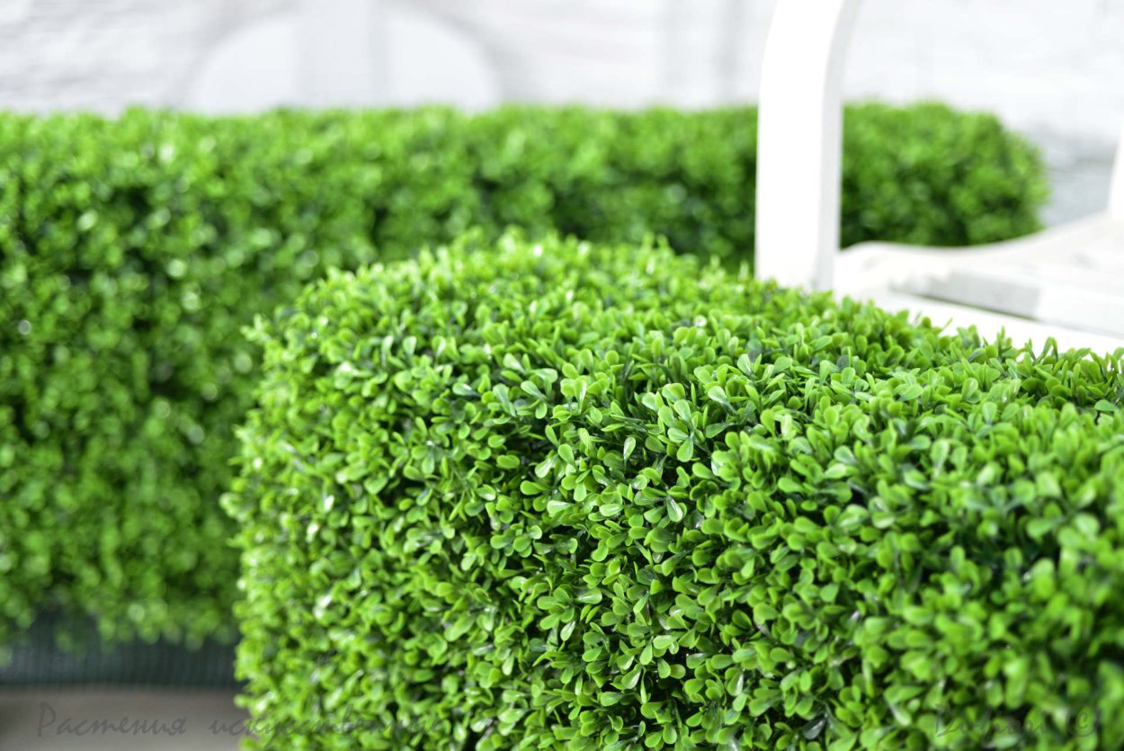 Самшит Буксус