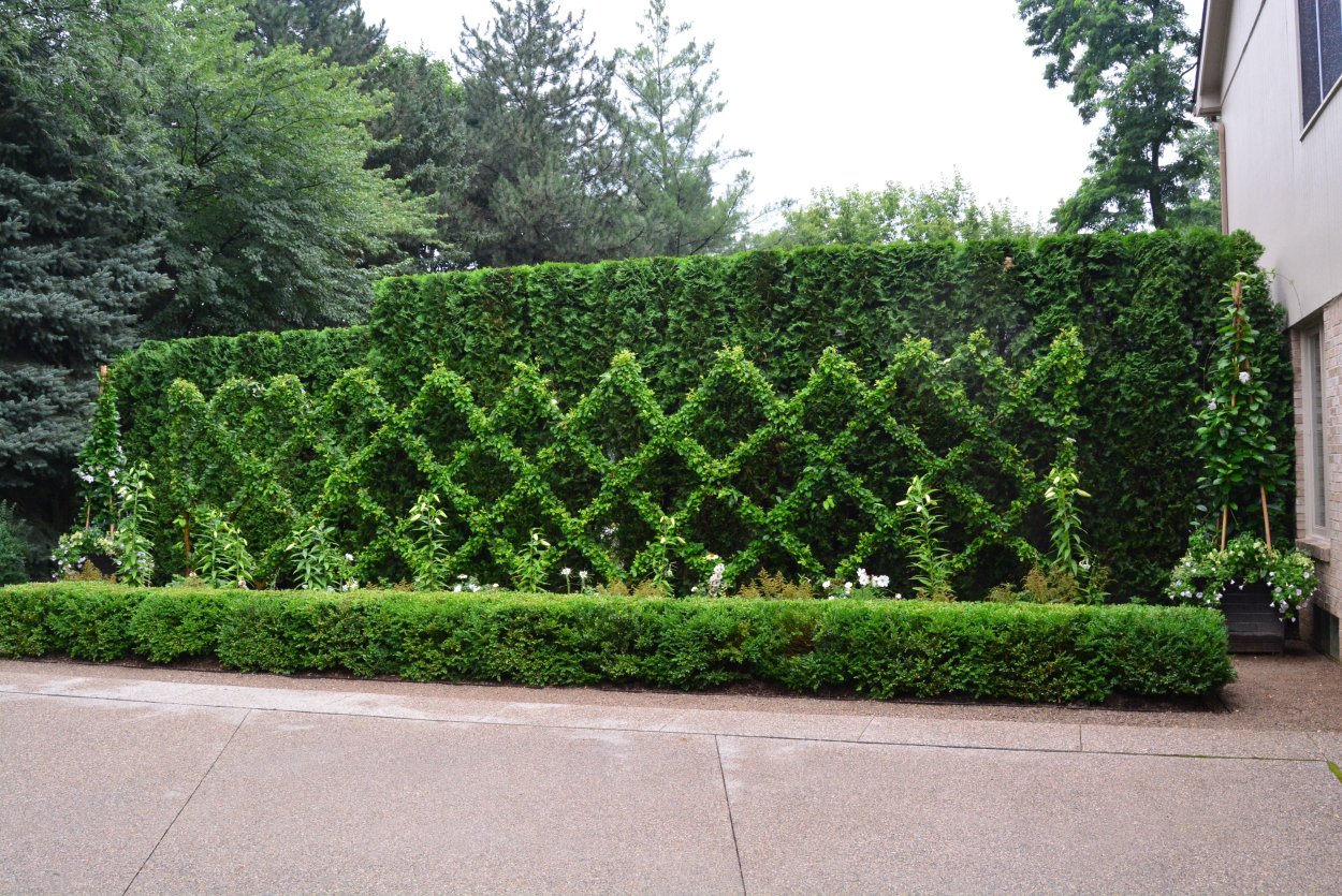 Самшит Живая изгородь
