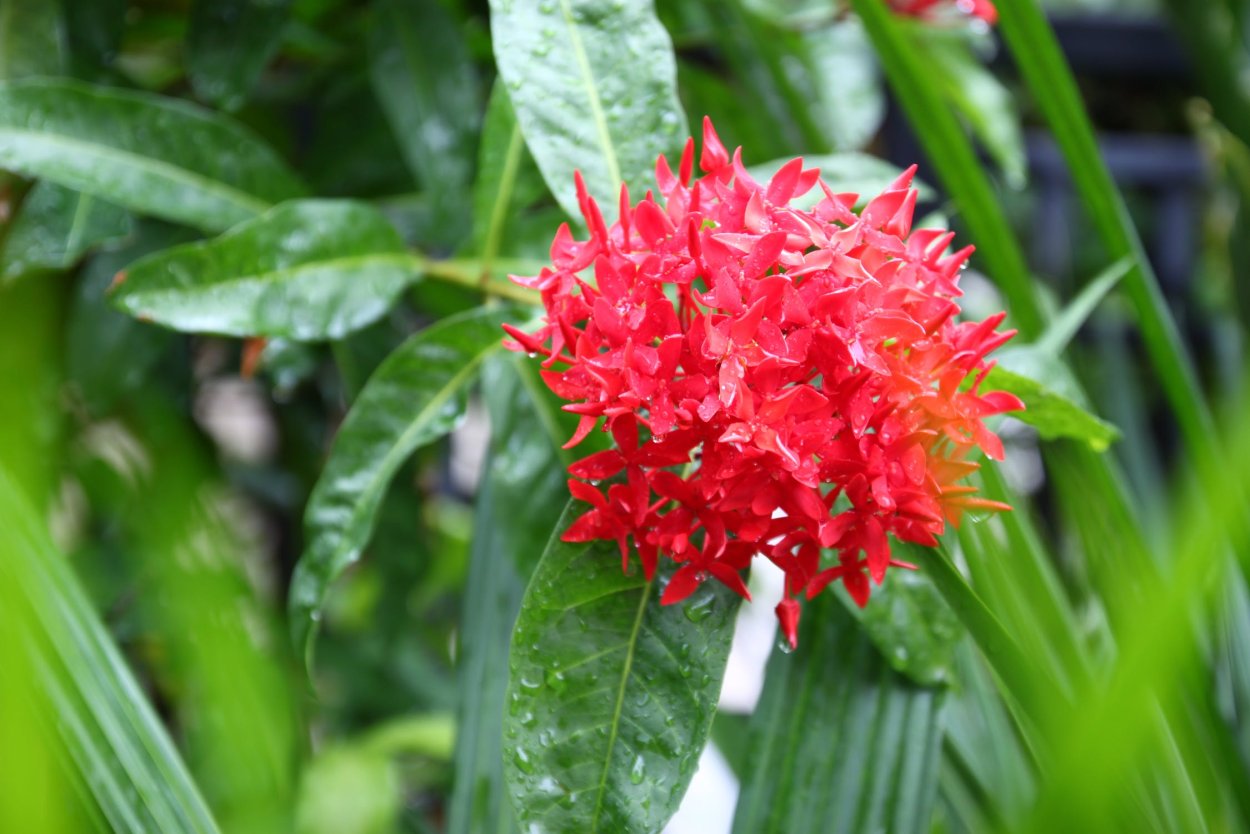 Сир иксора. Ixora coccinea. Иксора Филиппинская звезда. Иксора растение. Иксора бонсай.