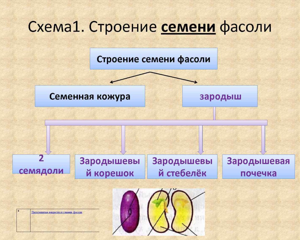 Схема строения семени фасоли. Составьте схему строения семени фасоли. Строение семени схема. Сменная кожура у семени фасоли.