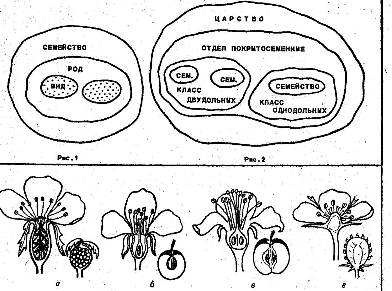 Гербарий однодольных растений