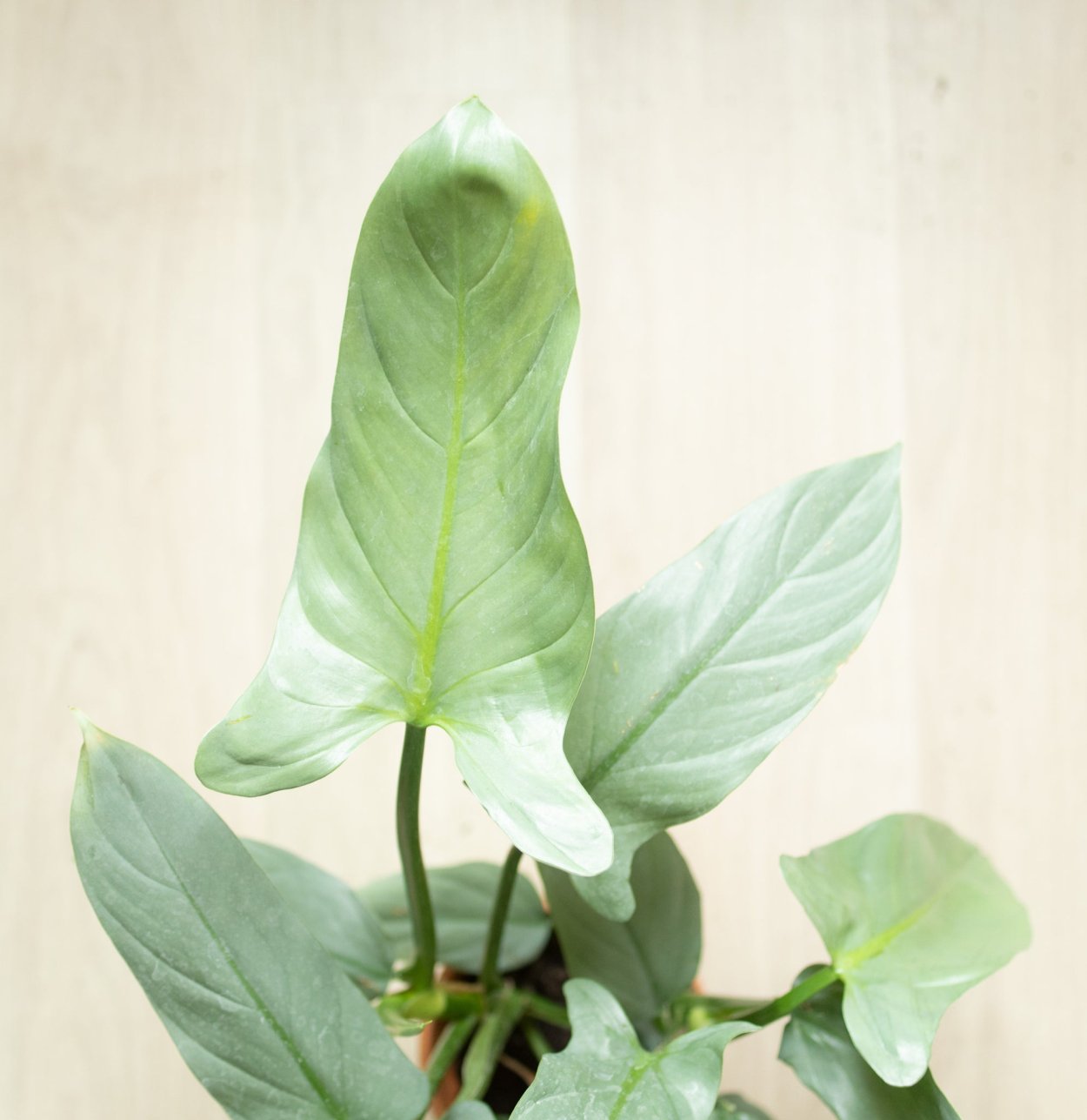 Сингониум Imperial White