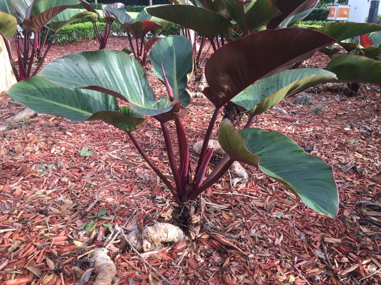 Филодендрон розовая принцесса