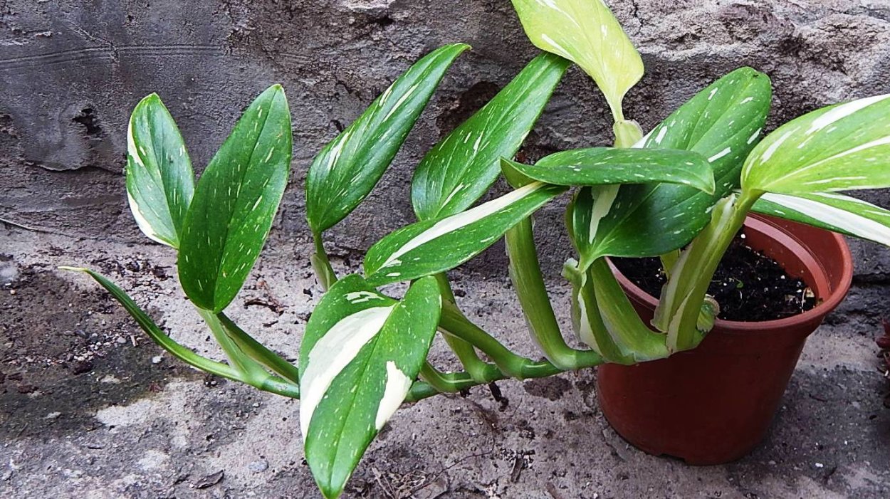 Филодендрон Кобра