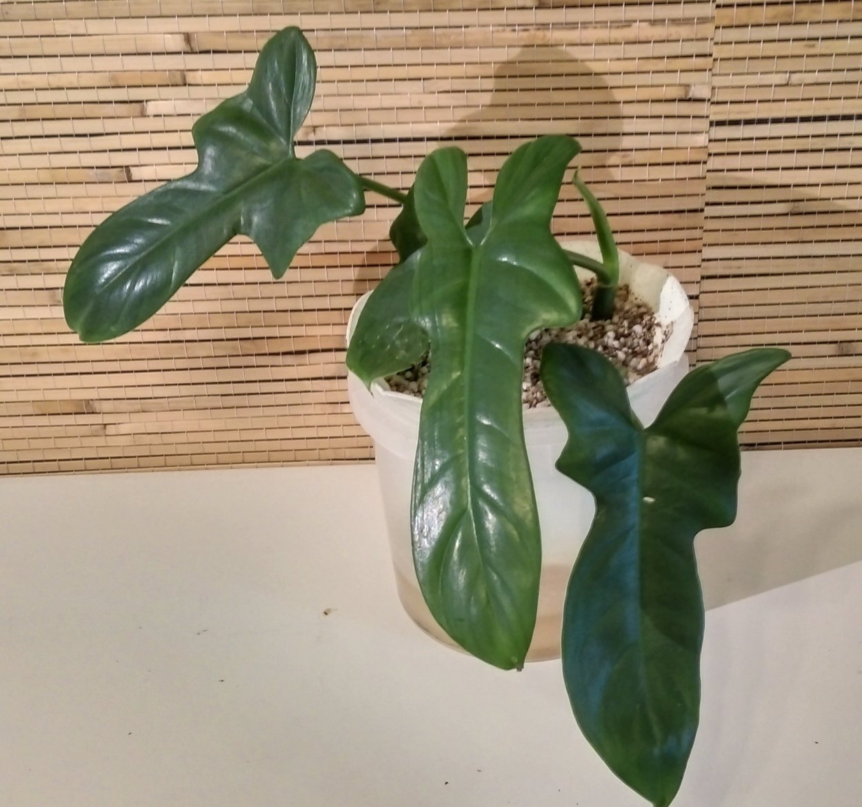 Филодендрон круэнтум