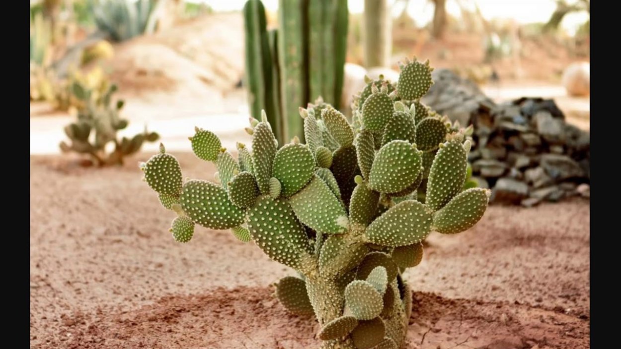 Опунция пустынная