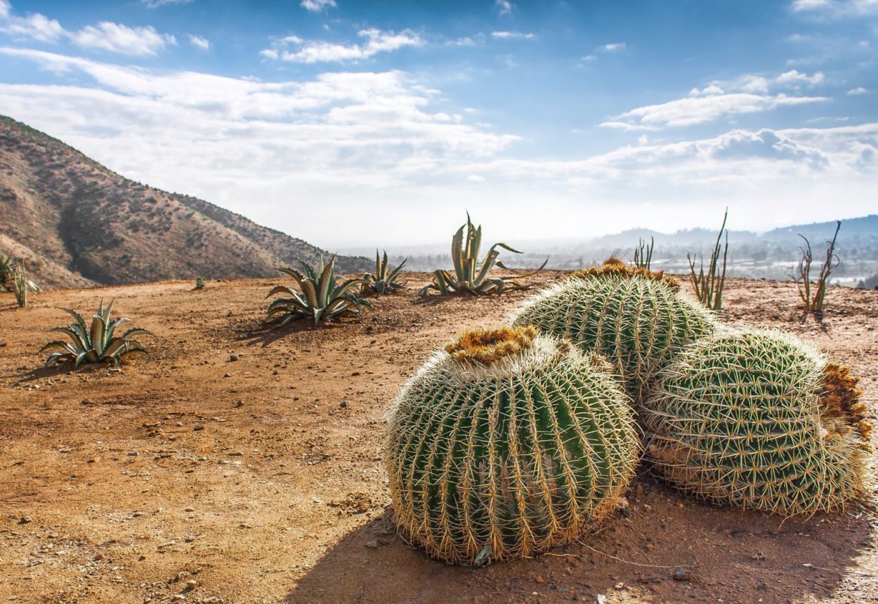 Домашний пустынный Кактус пустынный домашний