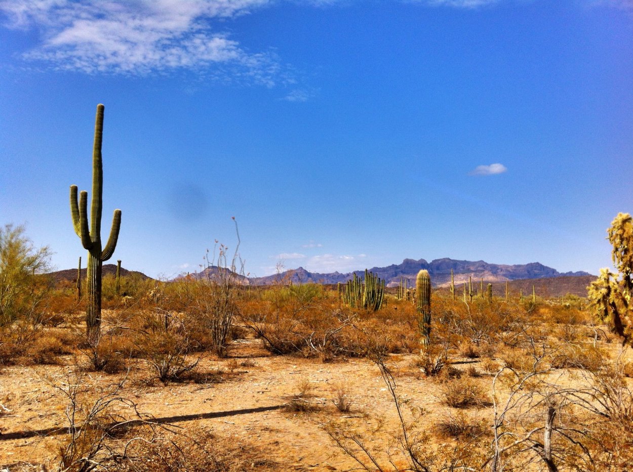 Кактусы Эстетика