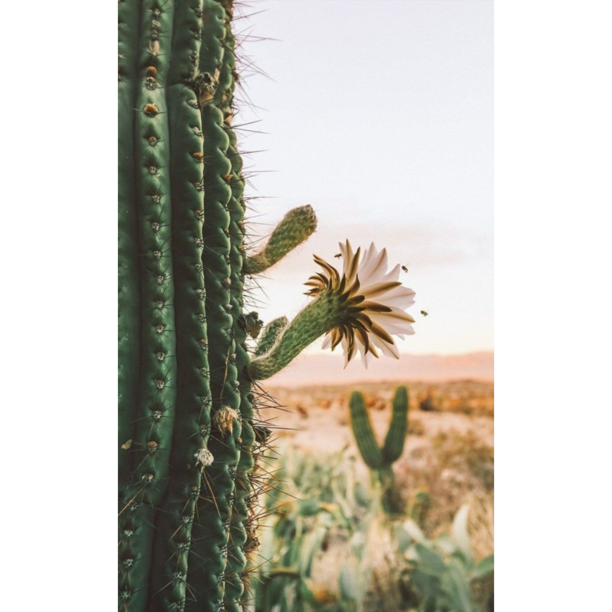 Кактусовые пустыни