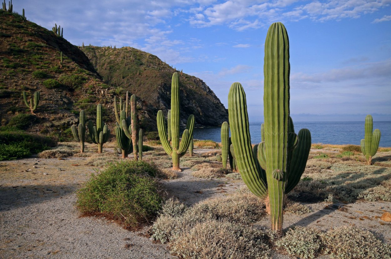 Кактус живопись