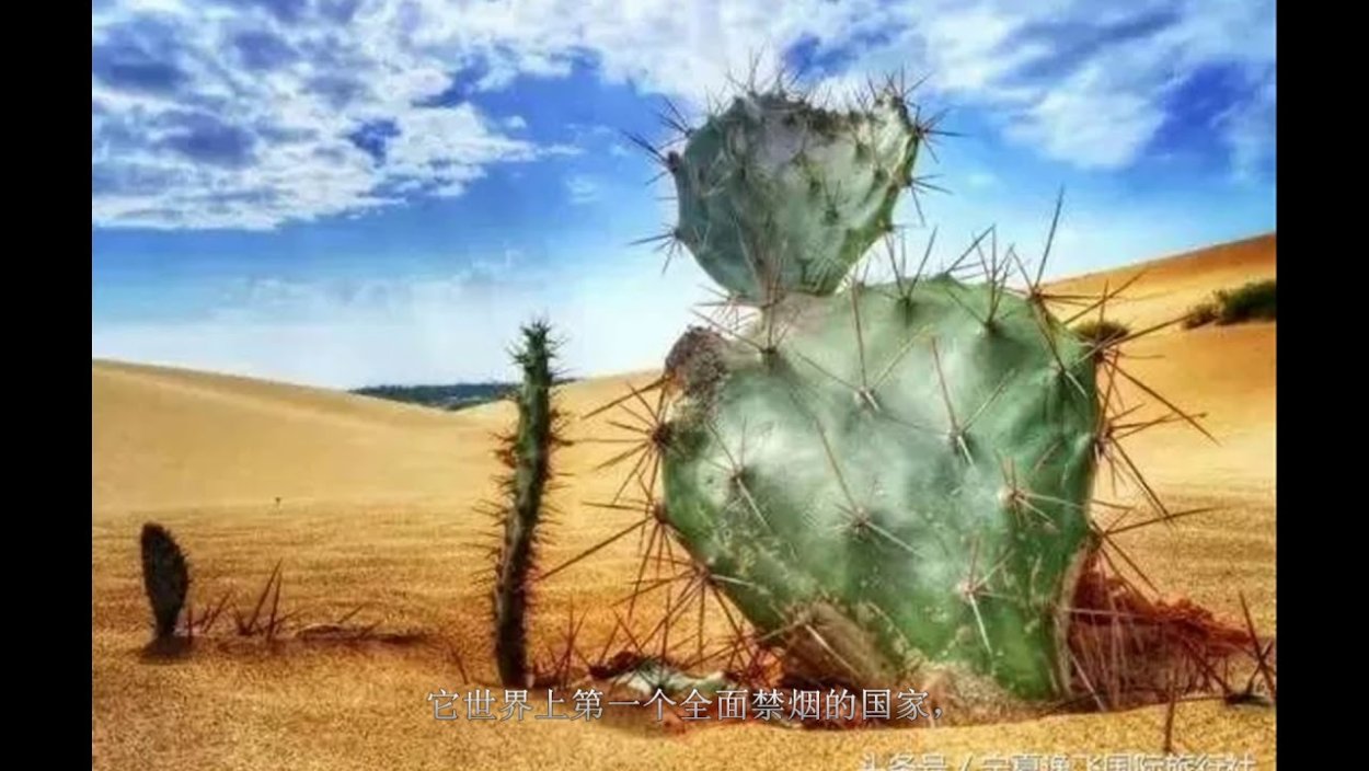 Пустыня кактусы дорога