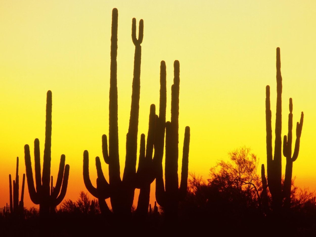 Кактусы пустыни Атакама