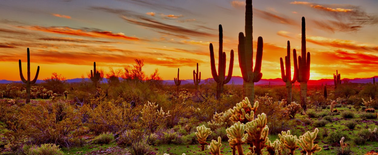 Пустынный колоновидный Кактус