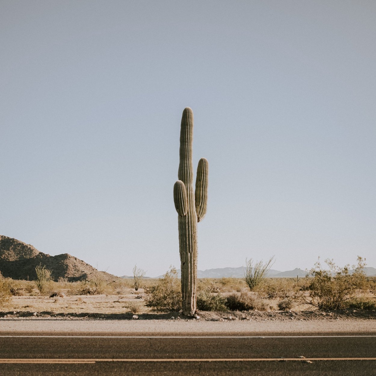 Кактусы в пустынях России