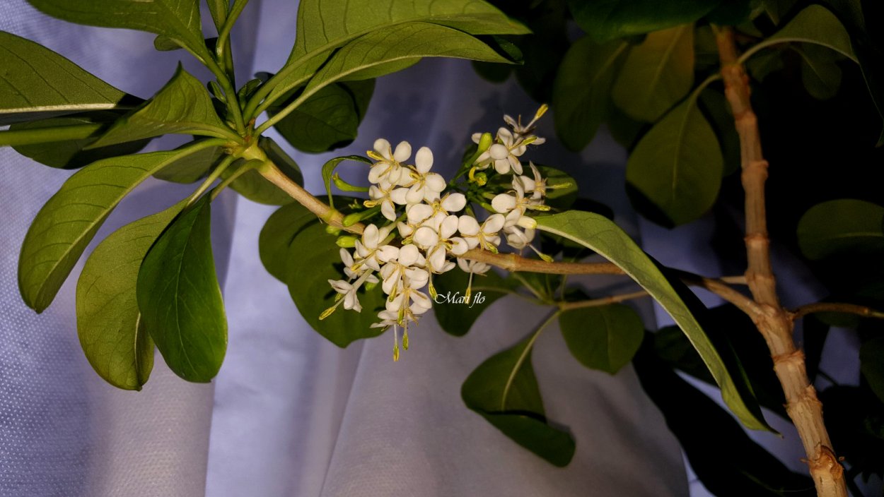 Pavetta gracilifolia