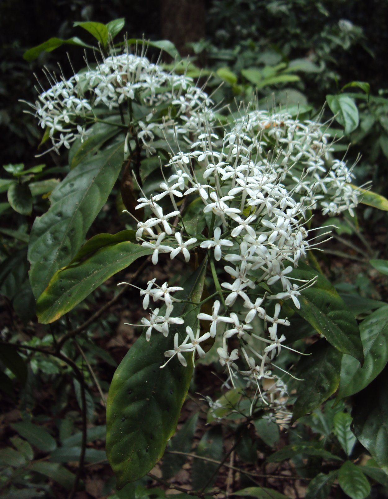 Паветта ланцеолата