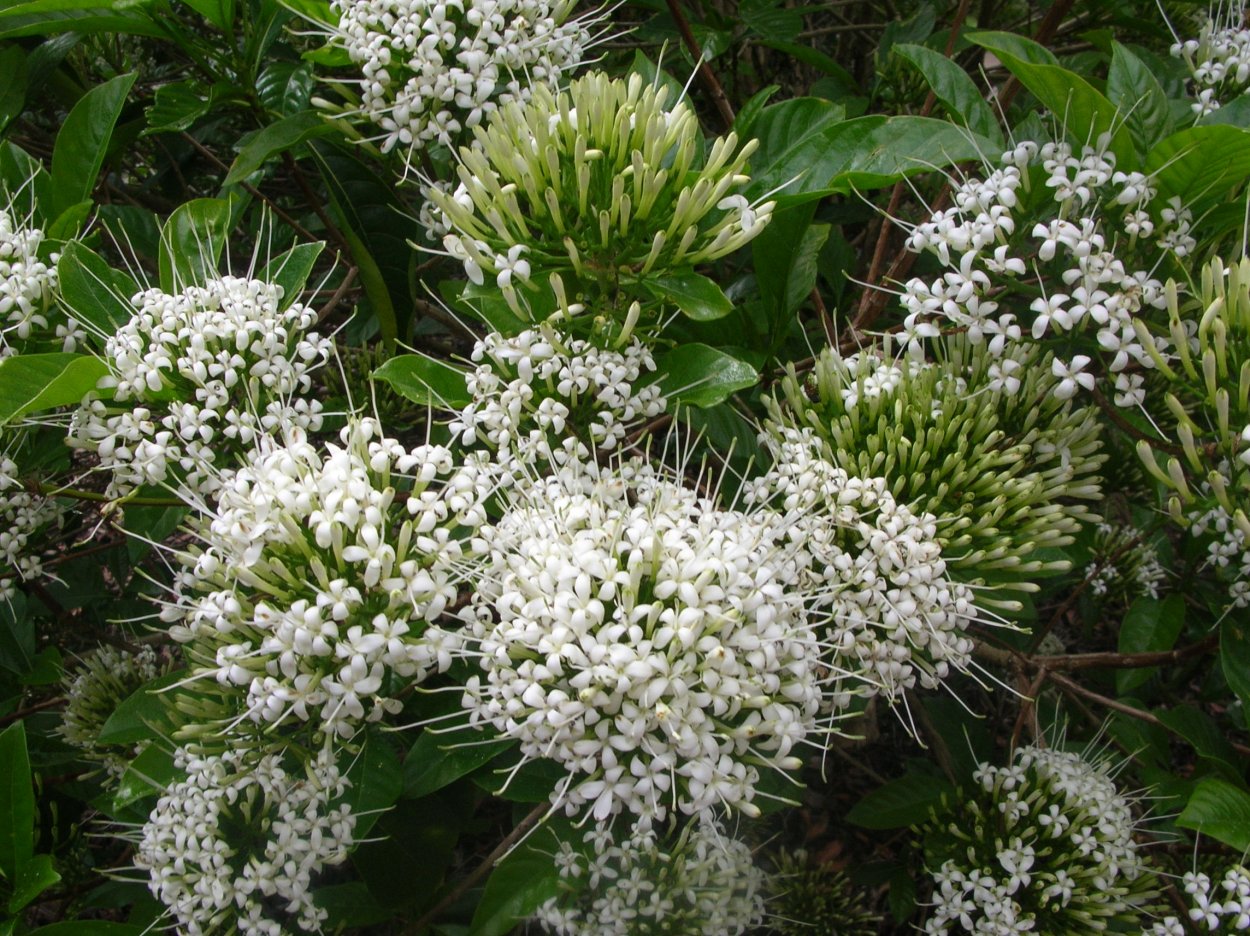 Mitriostigma axillare Гардения