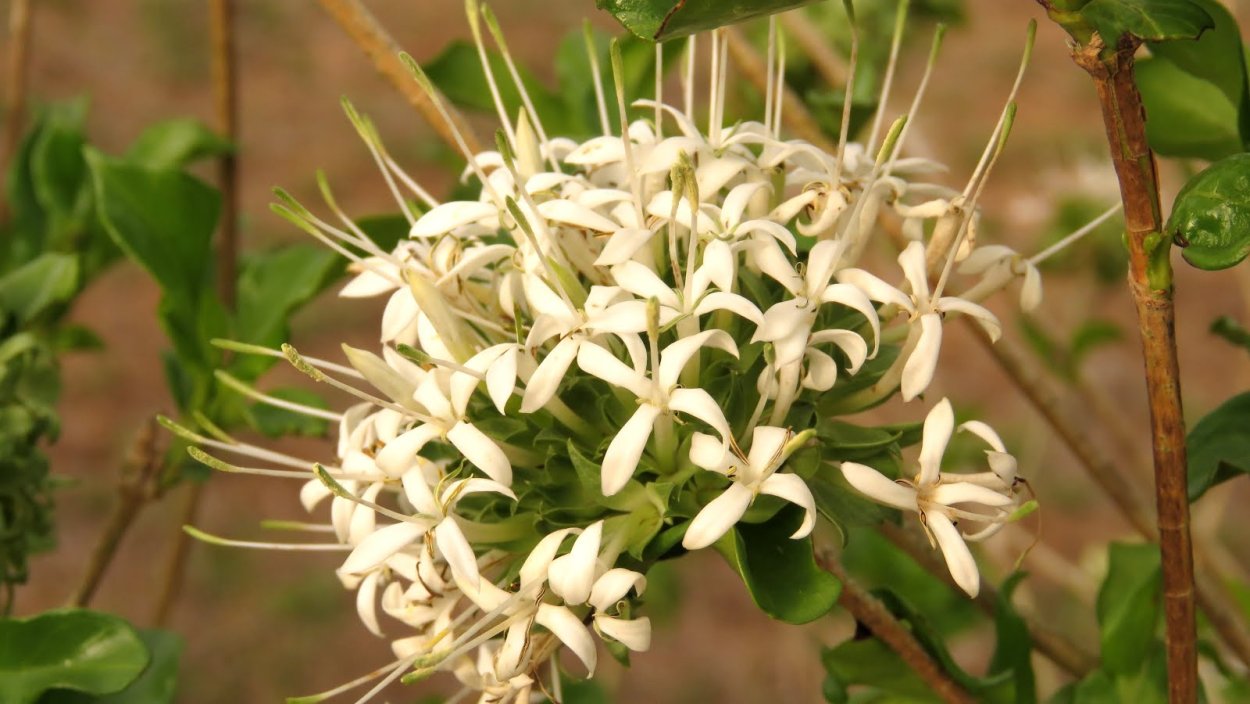 Pavetta schumanniana