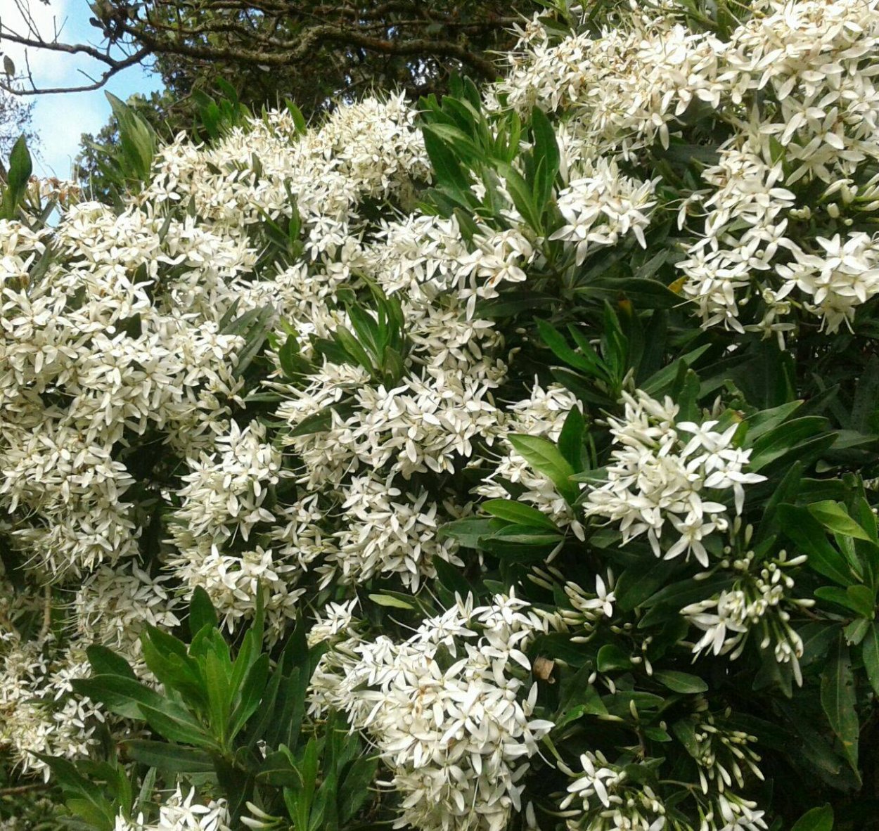 Pavetta gracilifolia