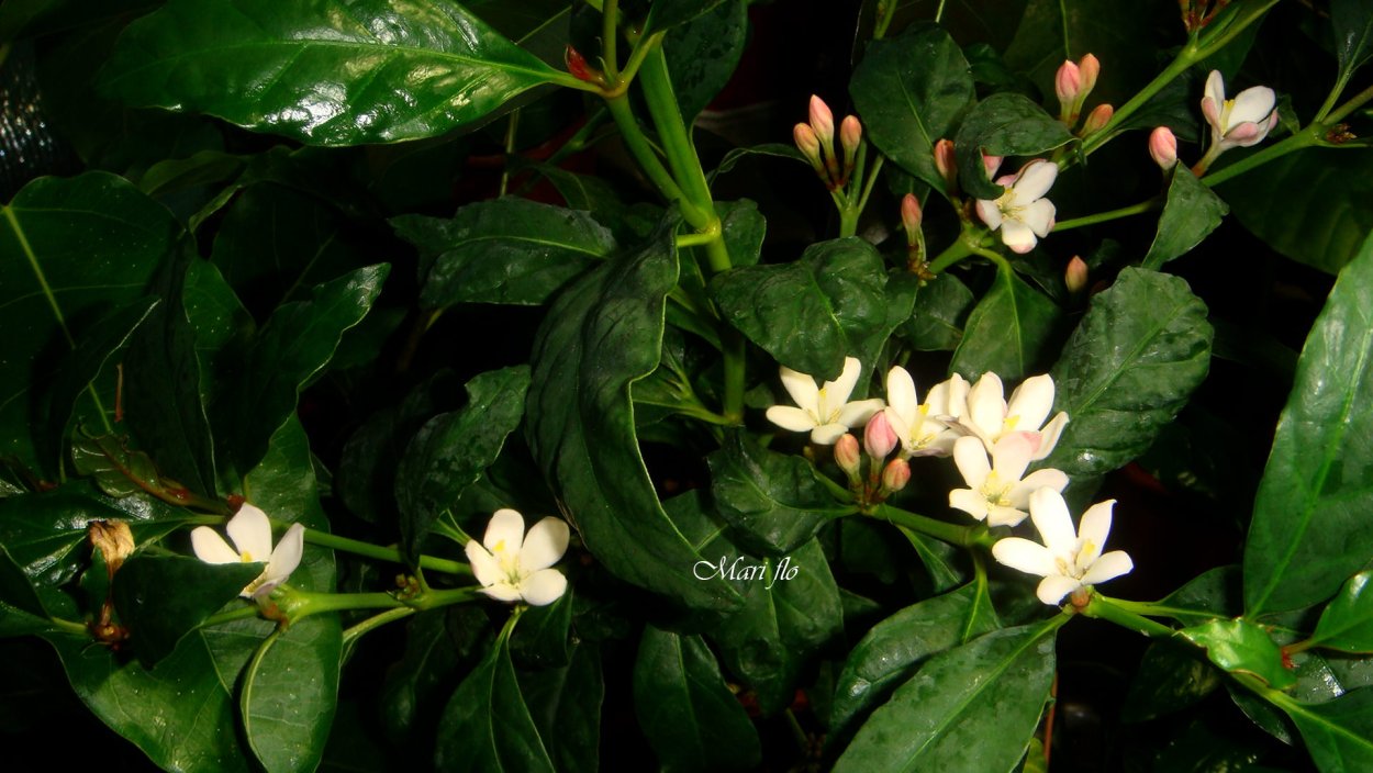 Паветта эдентула