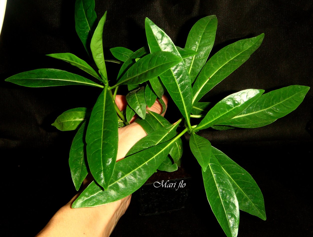 Pavetta cooperi растение комнатное